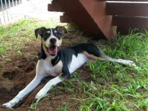 Cachorro raça Vira-Latas idade 7 a 11 meses nome Nina