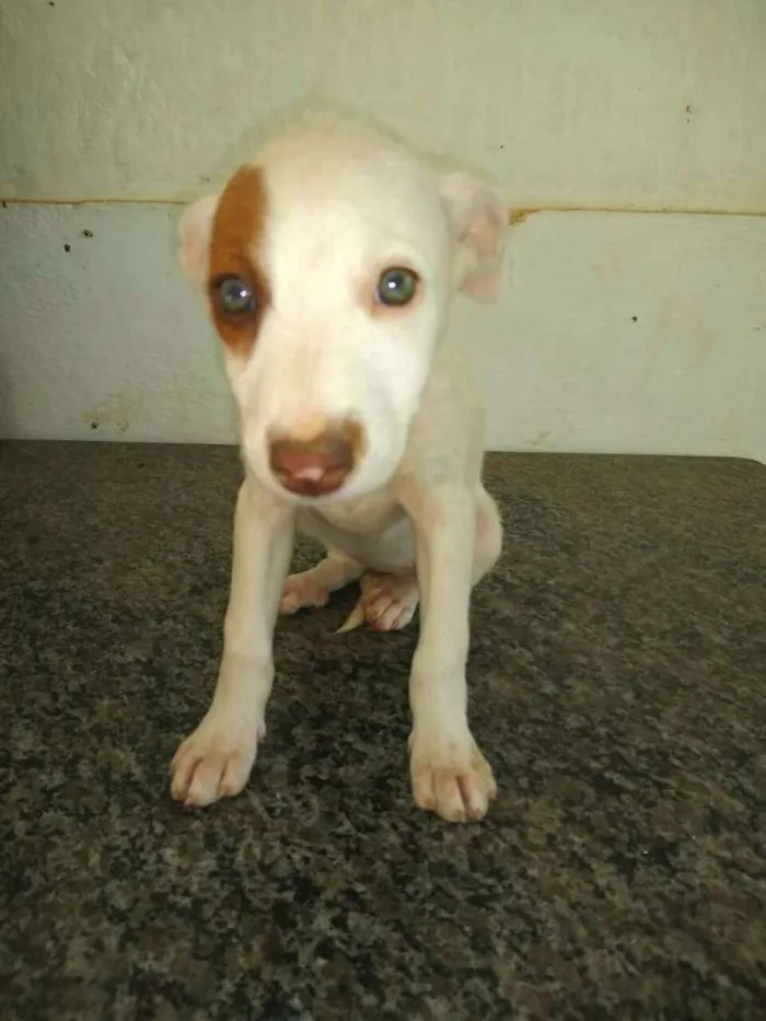 Cachorro ra a  idade 2 a 6 meses nome Filhotes Val 