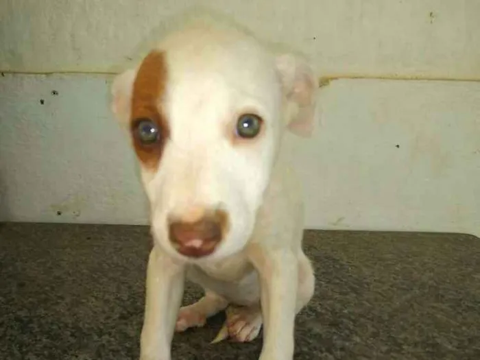 Cachorro ra a  idade 2 a 6 meses nome Filhotes Val 