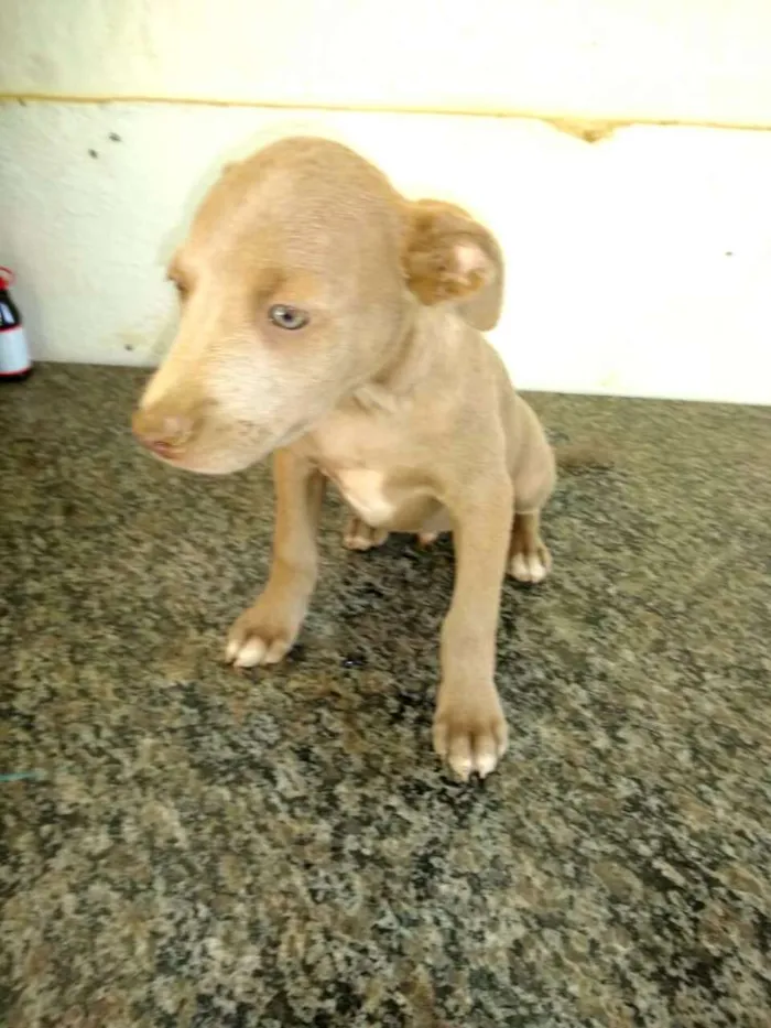 Cachorro ra a  idade 2 a 6 meses nome Filhotes Val 