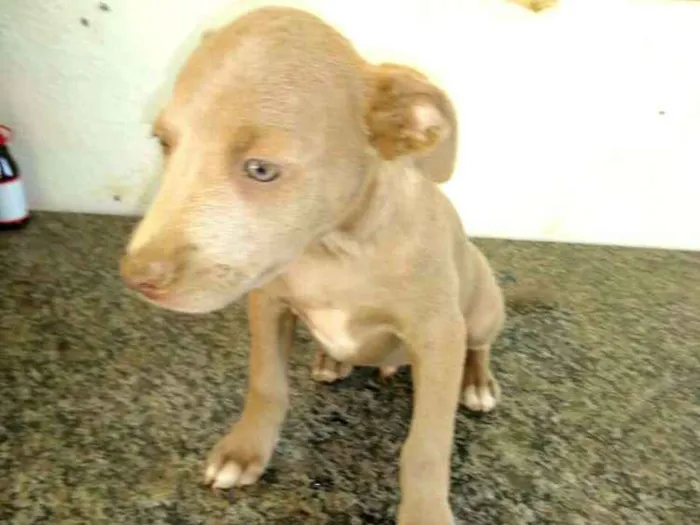 Cachorro ra a  idade 2 a 6 meses nome Filhotes Val 