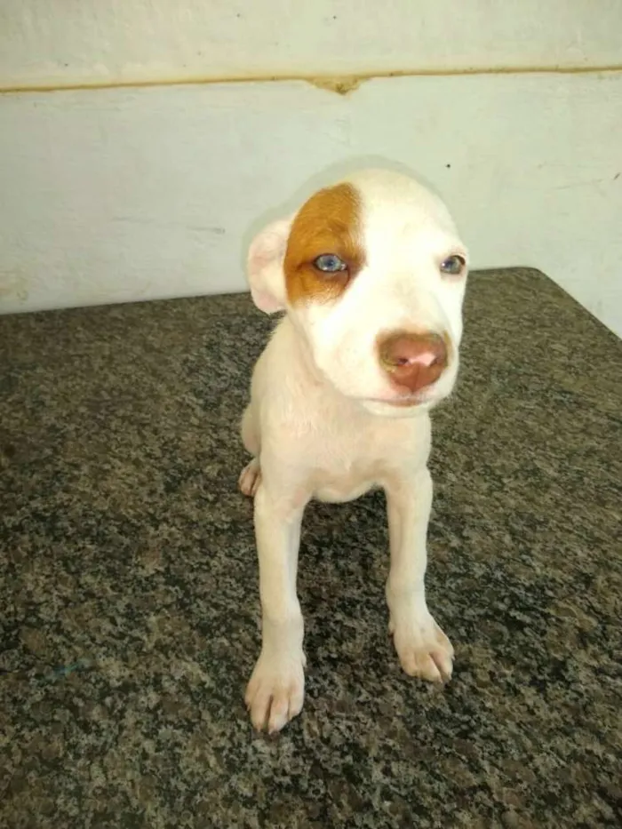 Cachorro ra a  idade 2 a 6 meses nome Filhotes Val 