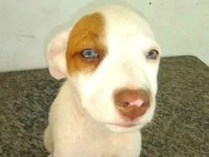 Cachorro raça  idade 2 a 6 meses nome Filhotes Val 
