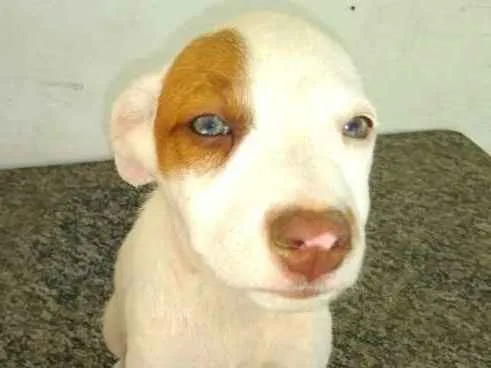 Cachorro ra a  idade 2 a 6 meses nome Filhotes Val 