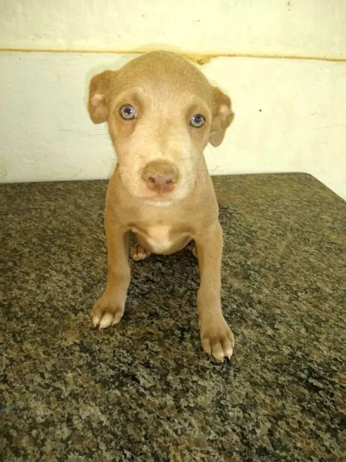 Cachorro ra a  idade 2 a 6 meses nome Filhotes Val 