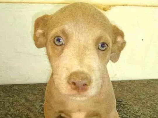 Cachorro ra a  idade 2 a 6 meses nome Filhotes Val 