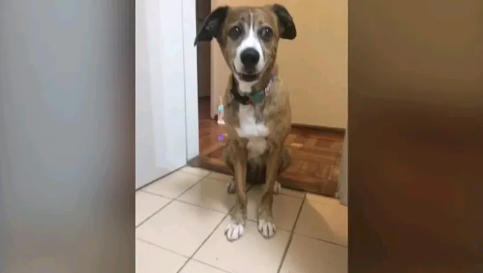 Cachorro ra a Sem Raça idade 6 ou mais anos nome LUPE