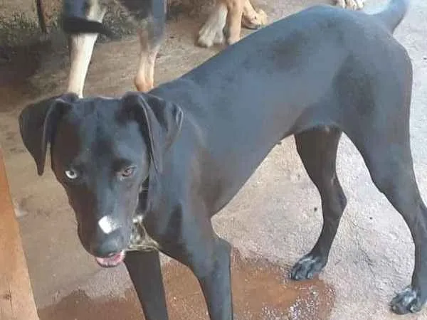 Cachorro ra a SRD idade 1 ano nome Chiara