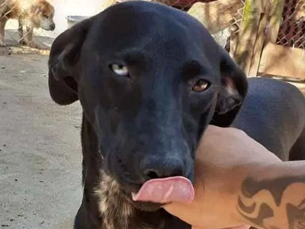 Cachorro ra a SRD idade 1 ano nome Chiara