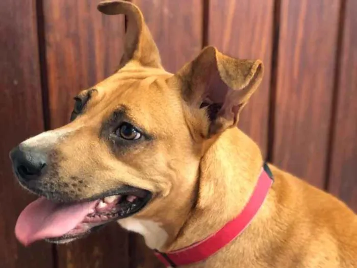 Cachorro ra a SRD idade 2 anos nome Bela