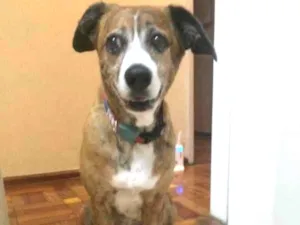 Cachorro raça Sem Raça idade 6 ou mais anos nome LUPE