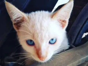 Gato raça Vira lata idade 2 a 6 meses nome Sem nome