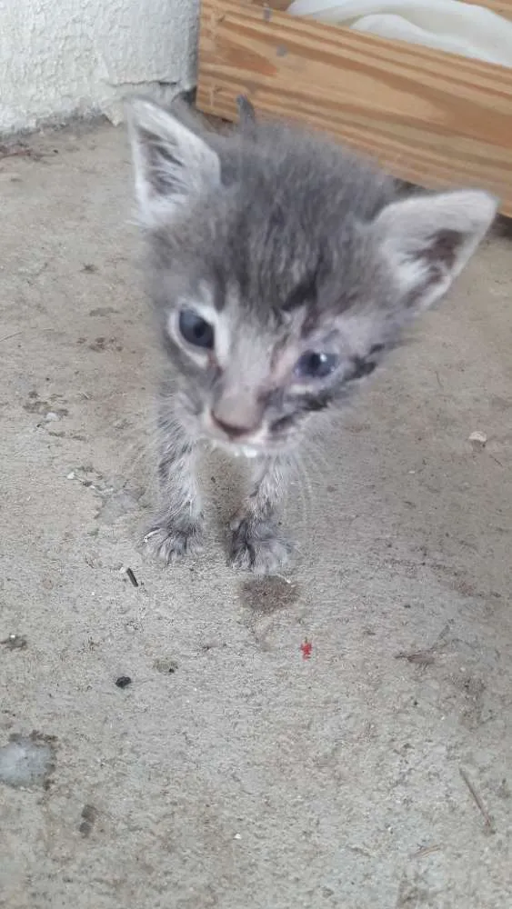 Cachorro ra a  idade Abaixo de 2 meses nome Polegar