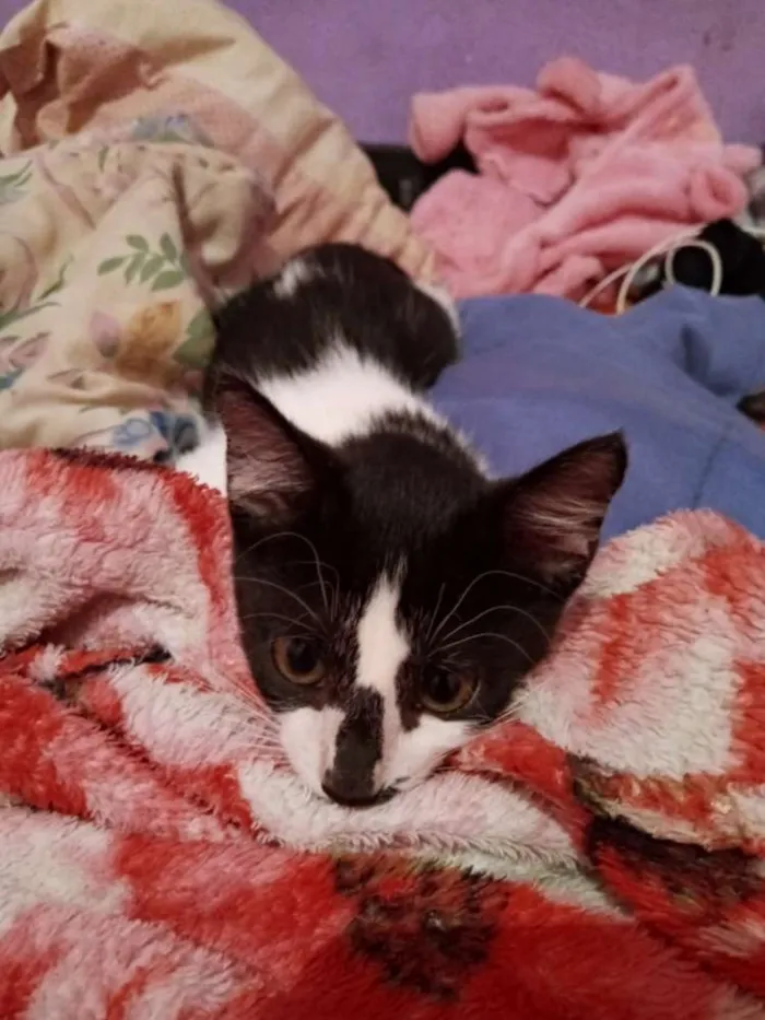 Gato ra a  idade 2 a 6 meses nome Gatos machos e fêmea
