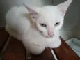 Gatos machos e fêmea