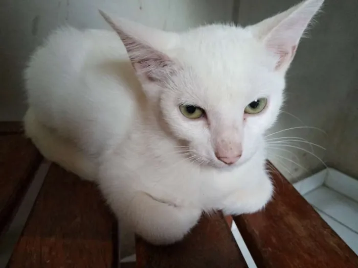 Gato ra a  idade 2 a 6 meses nome Gatos machos e fêmea