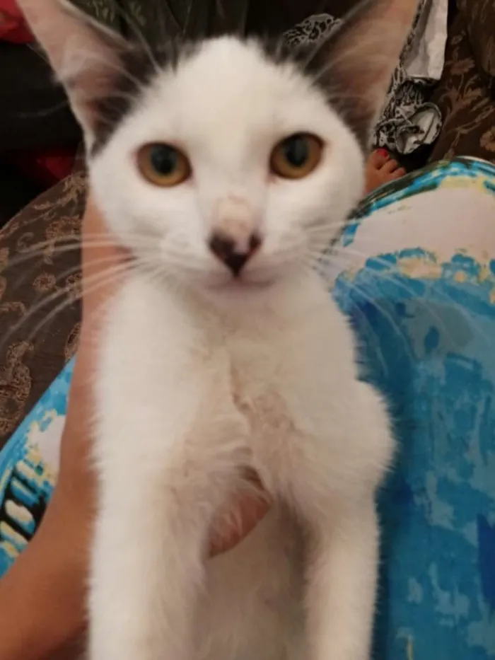 Gato ra a  idade 2 a 6 meses nome Gatos machos e fêmea