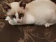 Gatos machos e fêmea