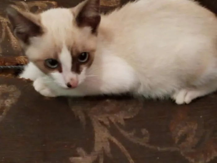 Gato ra a  idade 2 a 6 meses nome Gatos machos e fêmea