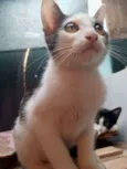 Gatos machos e fêmea