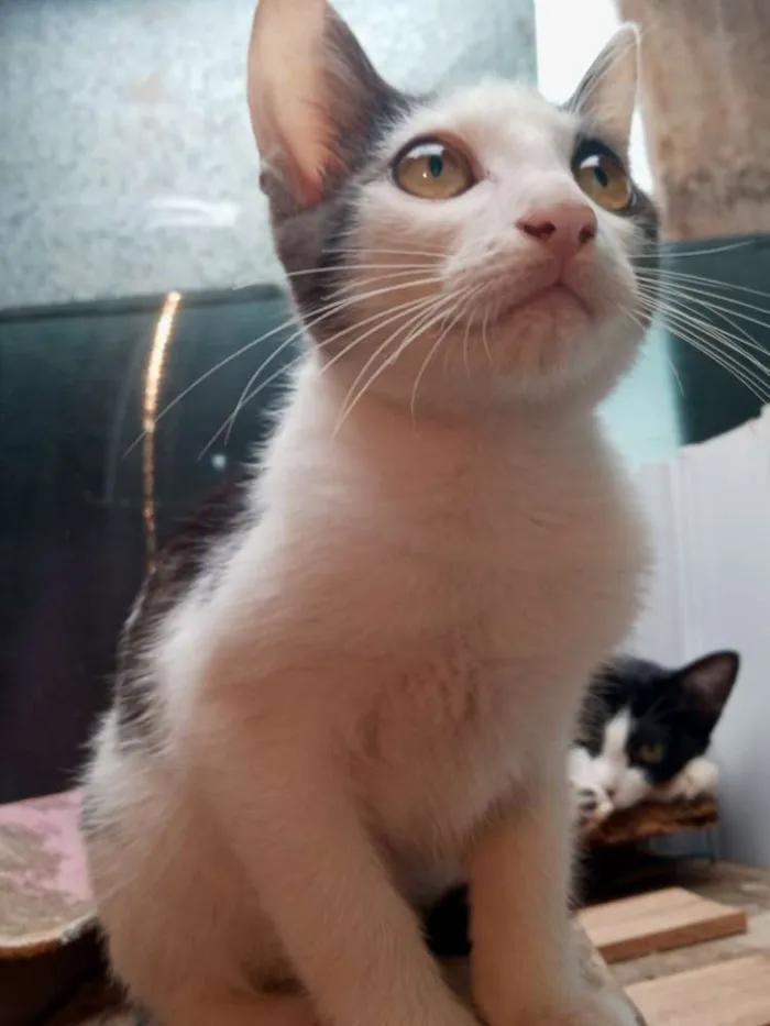Gato ra a  idade 2 a 6 meses nome Gatos machos e fêmea