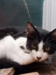 Gatos machos e fêmea