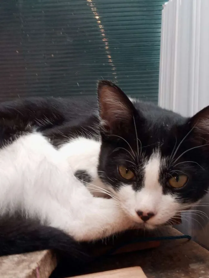 Gato ra a  idade 2 a 6 meses nome Gatos machos e fêmea
