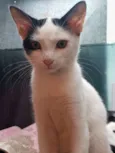 Gatos machos e fêmea