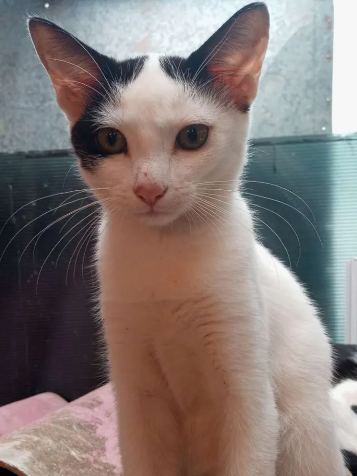 Gato ra a  idade 2 a 6 meses nome Gatos machos e fêmea