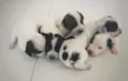 Filhotinhos
