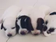 Filhotinhos