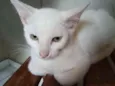 Gatos machos e fêmea