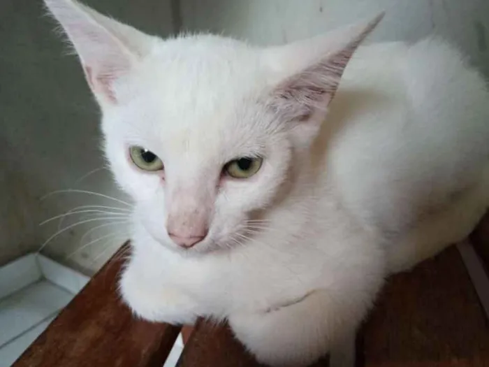 Gato ra a  idade 2 a 6 meses nome Gatos machos e fêmea