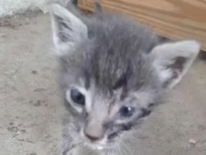 Cachorro raça  idade Abaixo de 2 meses nome Polegar