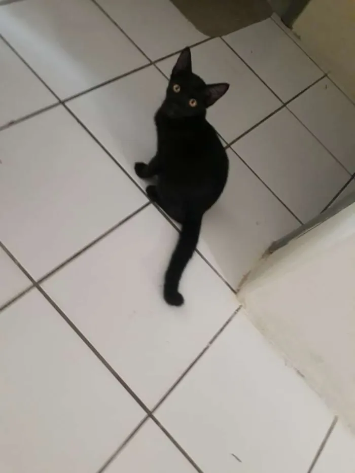 Gato ra a Mestiça  idade 2 a 6 meses nome Sem nome