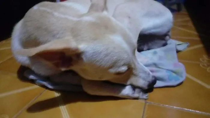 Cachorro ra a Sem raça definida idade 3 anos nome Filó