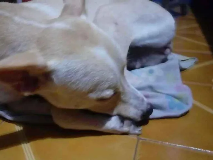 Cachorro ra a Sem raça definida idade 3 anos nome Filó