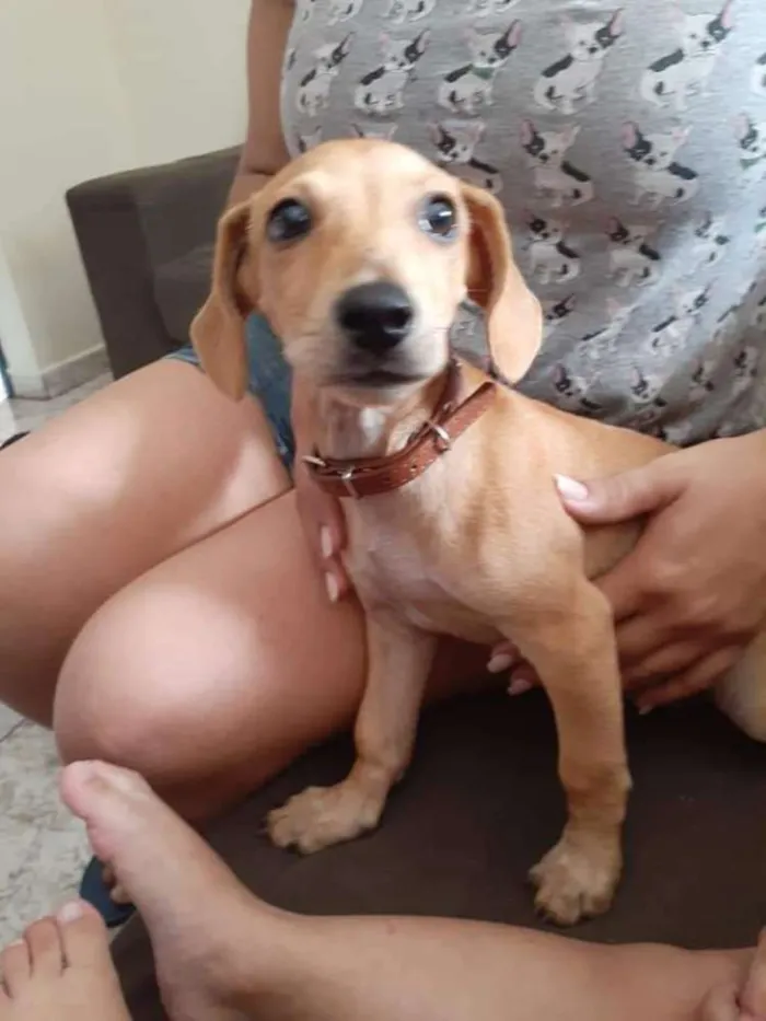 Cachorro ra a Dachshund - Salsicha idade 2 a 6 meses nome Miudinha
