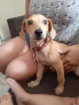 Miudinha