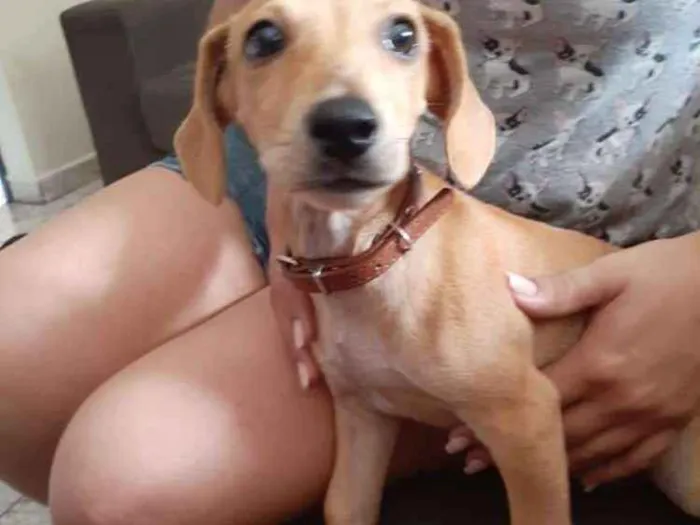 Cachorro ra a Dachshund - Salsicha idade 2 a 6 meses nome Miudinha
