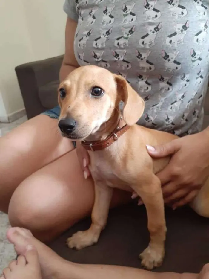Cachorro ra a Dachshund - Salsicha idade 2 a 6 meses nome Miudinha