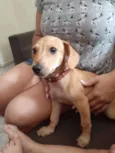 Miudinha