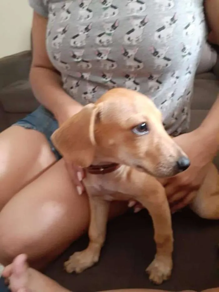 Cachorro ra a Dachshund - Salsicha idade 2 a 6 meses nome Miudinha