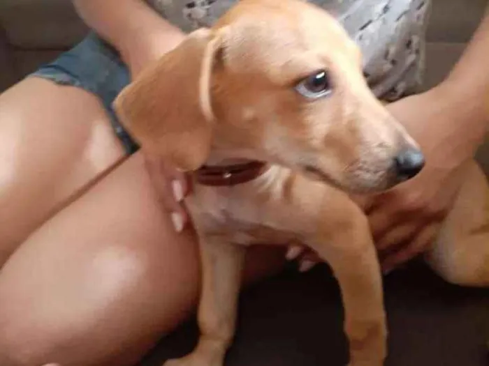 Cachorro ra a Dachshund - Salsicha idade 2 a 6 meses nome Miudinha