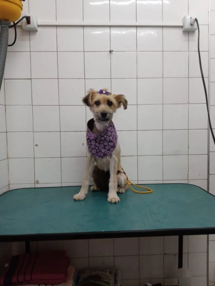 Cachorro ra a rsd idade 7 a 11 meses nome Pituca