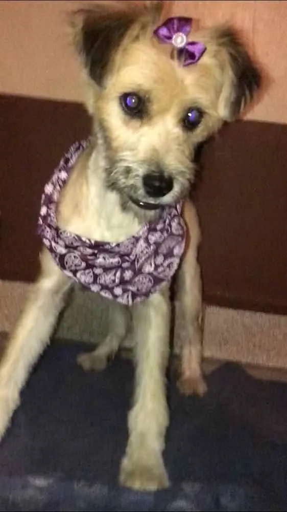 Cachorro ra a rsd idade 7 a 11 meses nome Pituca