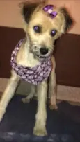 Pituca