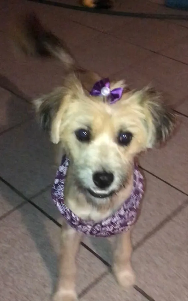 Cachorro ra a rsd idade 7 a 11 meses nome Pituca