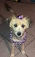 Pituca