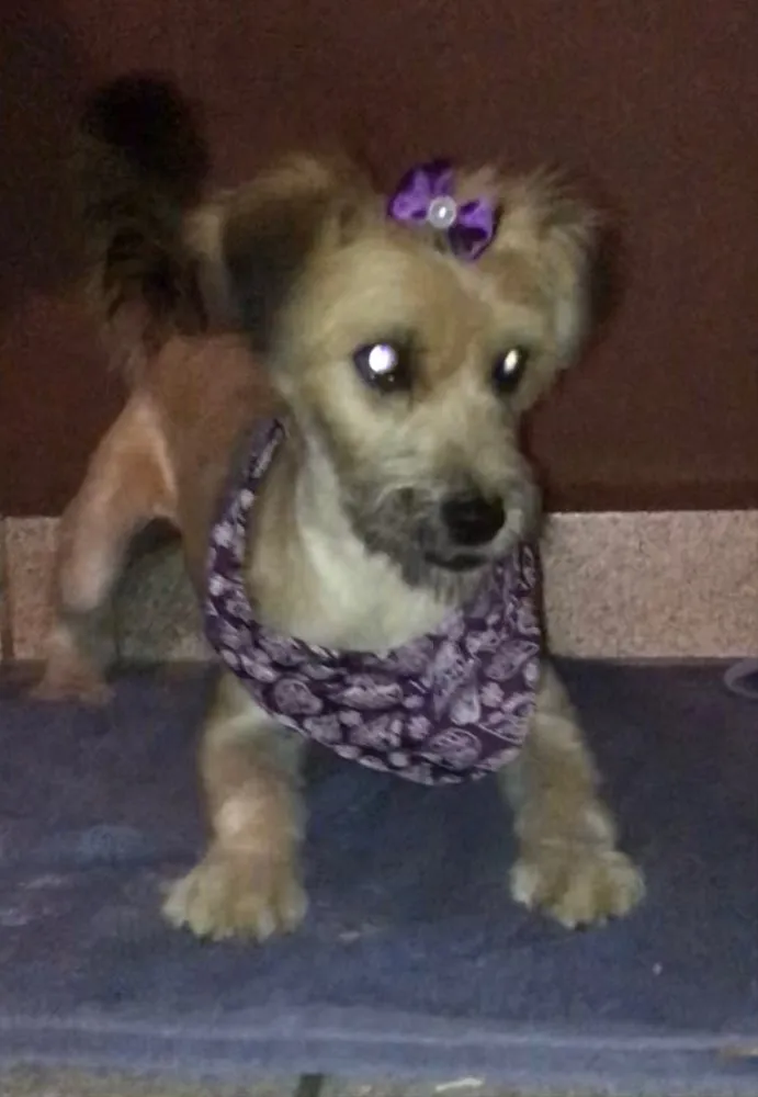 Cachorro ra a rsd idade 7 a 11 meses nome Pituca